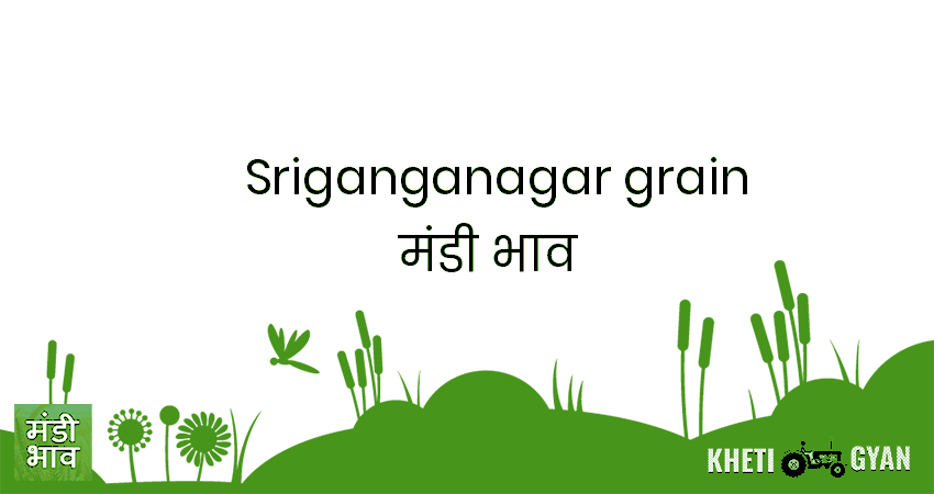 Sriganganagar (Grain) मंडी भाव की ताज़ा तस्वीर